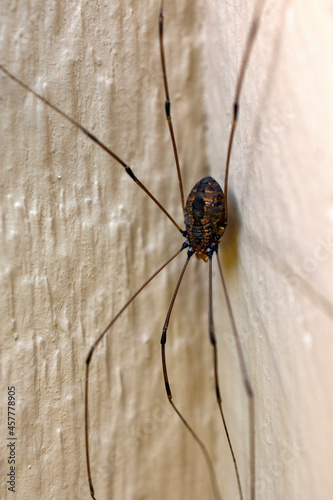 Big Spider on a Wall 