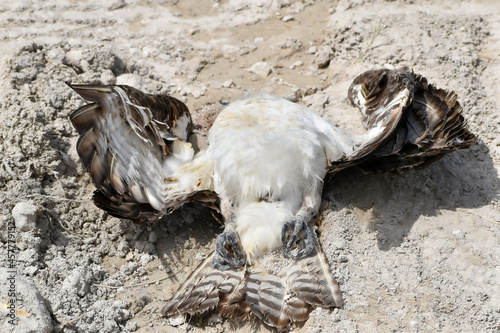 Dead hawk roadkill on a dirt road photo