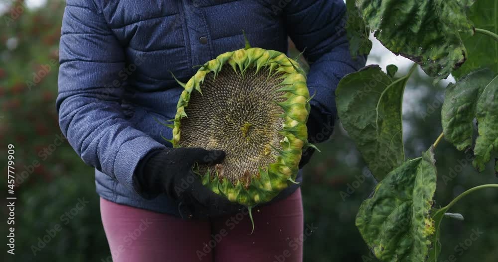 Farm, harvest. The worker cleans a sunflower with seeds with his hand and shakes off the petals from it. Close-up. Siberia.