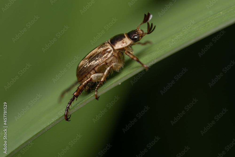 Oriental Beetle on Grass Blade Oriental Beetle on Grass Blade