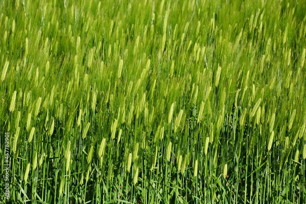 Wheat cultivation. In Japan, seeds are sown around October and harvested around June of the following year. 