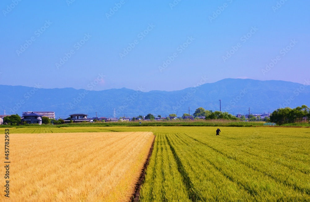 Wheat cultivation. In Japan, seeds are sown around October and harvested around June of the following year. 