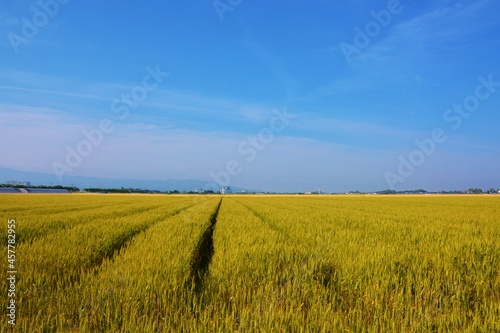 Wheat cultivation. In Japan  seeds are sown around October and harvested around June of the following year. 