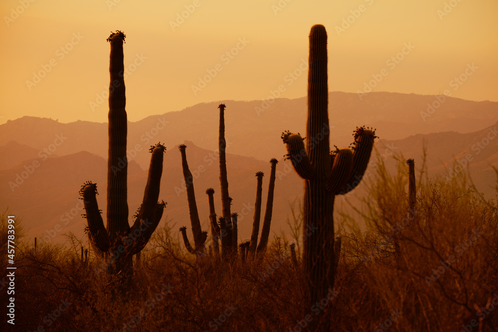 Three saguaro silhouettes with mountains in background during sunset