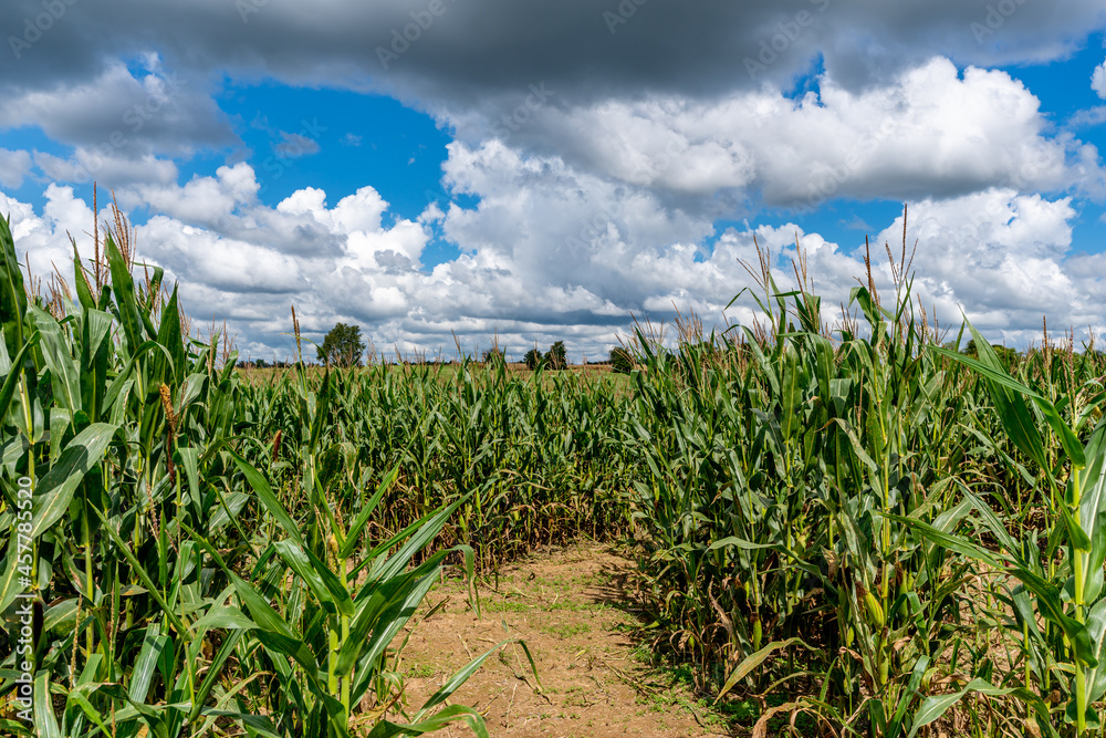 Fototapeta premium A path for a maze is cut out of a corn field with a blue sky filled with puffy cotton like cumulous clouds.