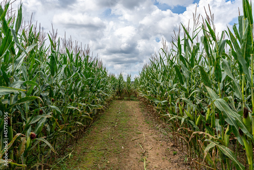 A path for a maze is cut out of a corn field with a blue sky filled with puffy cotton like cumulous clouds.