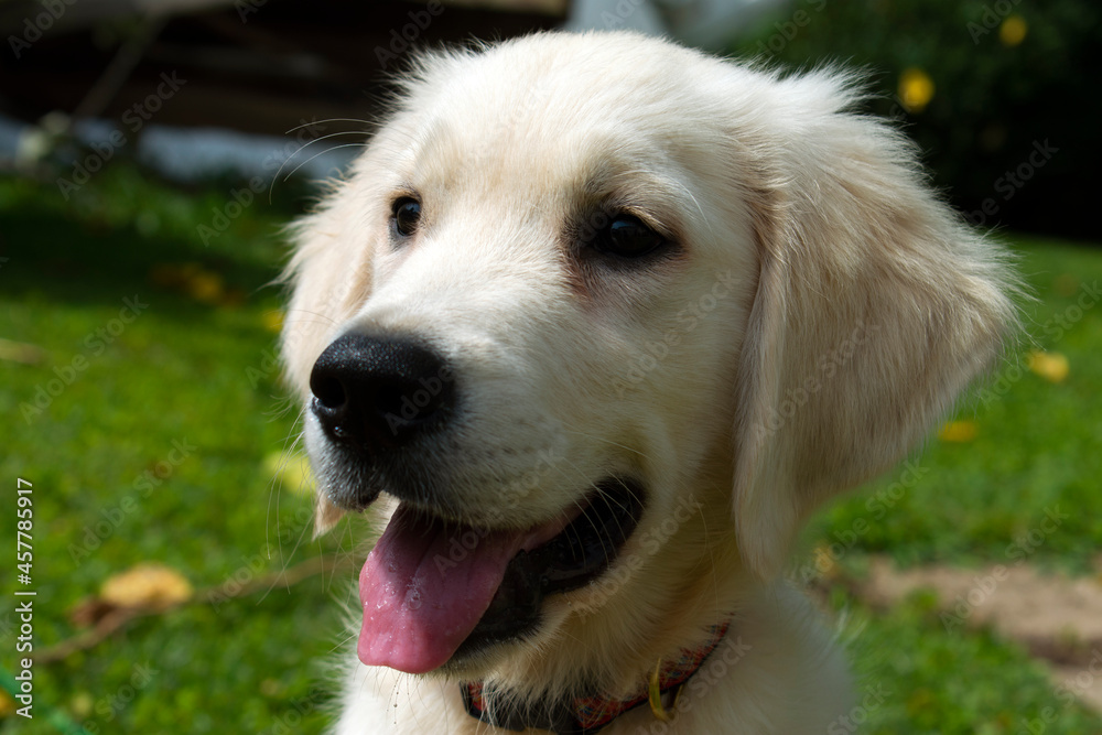 English Cream Golden Retriever Puppy with tongue out 