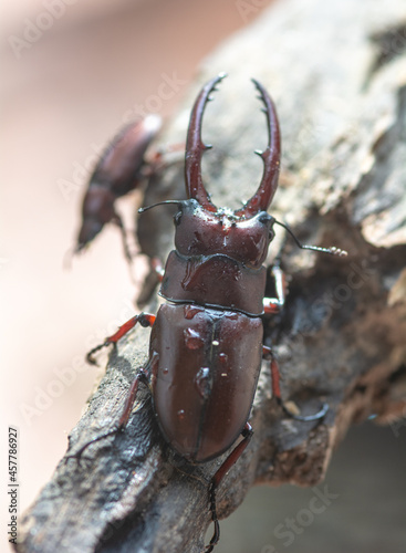 Male and female stag beetles in the mating season , Prosopocoilus astacoides