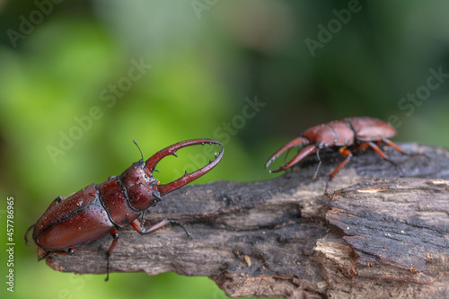 Two male stag beetles in the mating season , Prosopocoilus astacoides