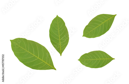 Green leaf isolated on white background © sucharat