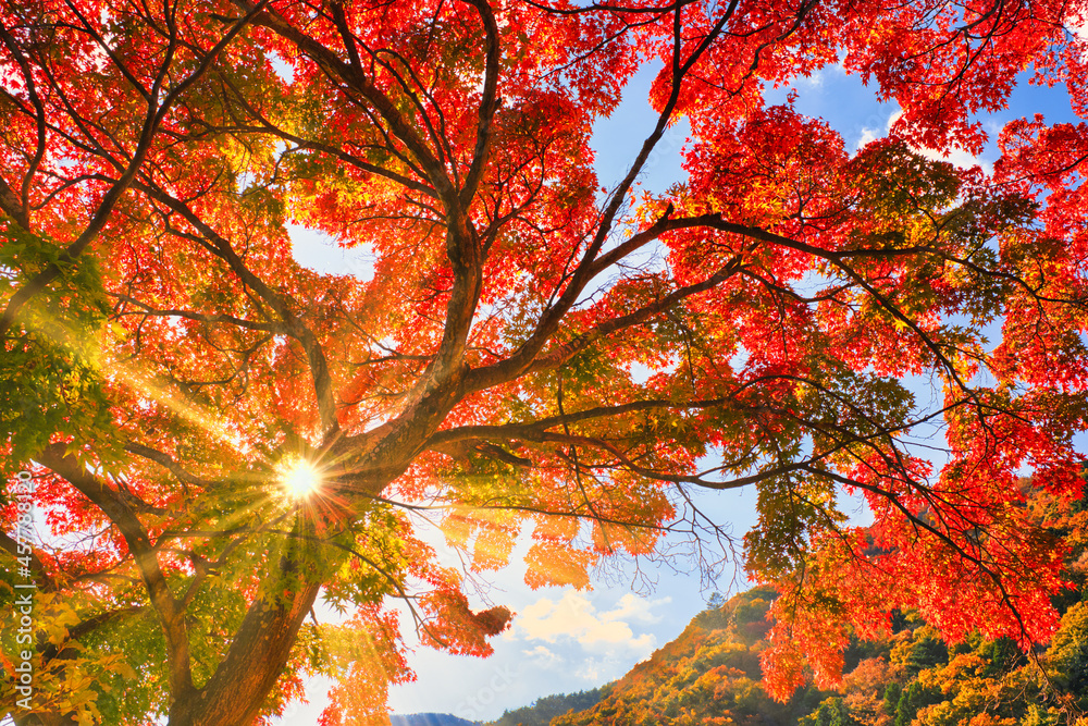 紅葉真っ盛りの富士五湖地方