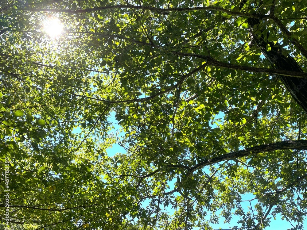 晴れた森の木漏れ日 自然 風景 晴れた森の木漏れ日 自然 風景