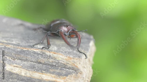 beautiful of male stag beetles in nature , Prosopocoilus astacoides 

