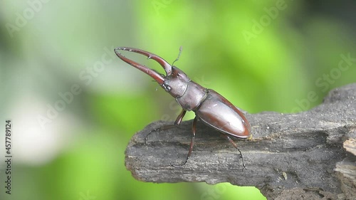 beautiful of male stag beetles in nature , Prosopocoilus astacoides 

