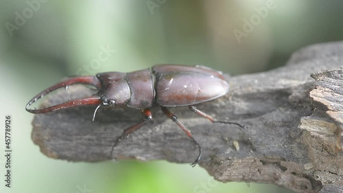 beautiful of male stag beetles in nature , Prosopocoilus astacoides 

