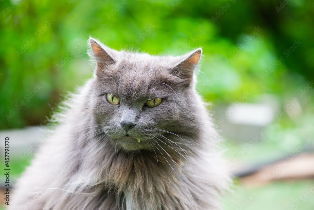 portrait of a gray old cat. High quality photo
