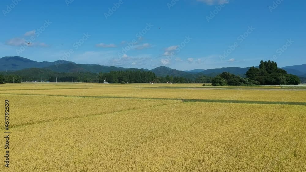 秋の稲刈り作業 空撮 農業 秋田県 広大な田園風景 秋の稲刈り作業 空撮 農業 秋田県 広大な田園風景