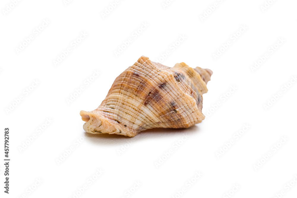 Beautiful sea shell Beautiful sea shell