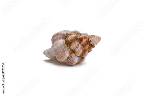 Beautiful sea shell