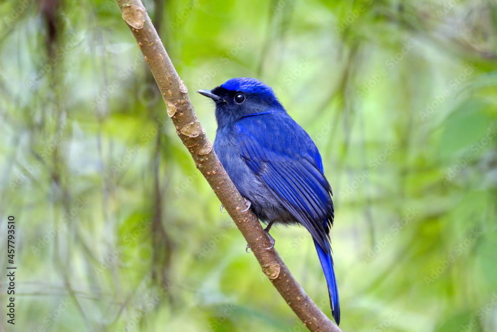 Large Niltava : niltava grandis