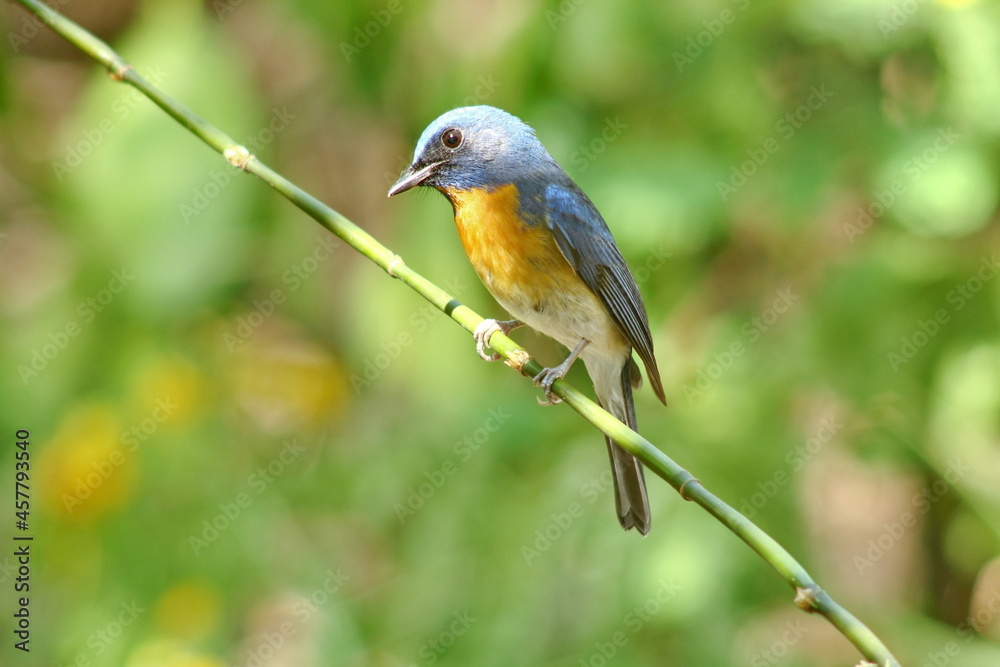 Chinese Blue Flycatcher (Cyornis glaucicomans) Chinese Blue Flycatcher (Cyornis glaucicomans)