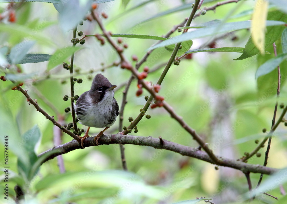 Burmese Yuhina : yuhina humilis Burmese Yuhina : yuhina humilis