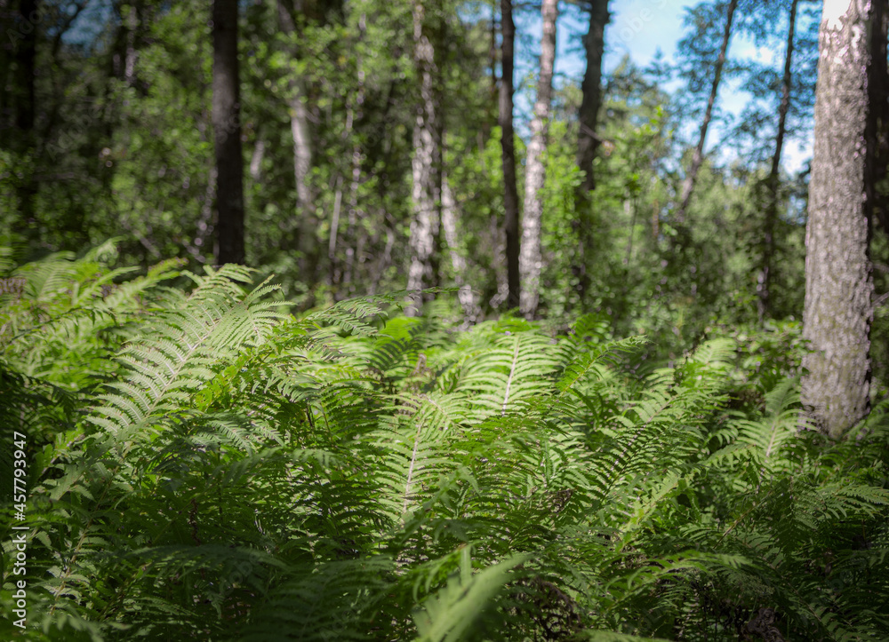 Fototapeta premium A fern in forest green color naturalistic