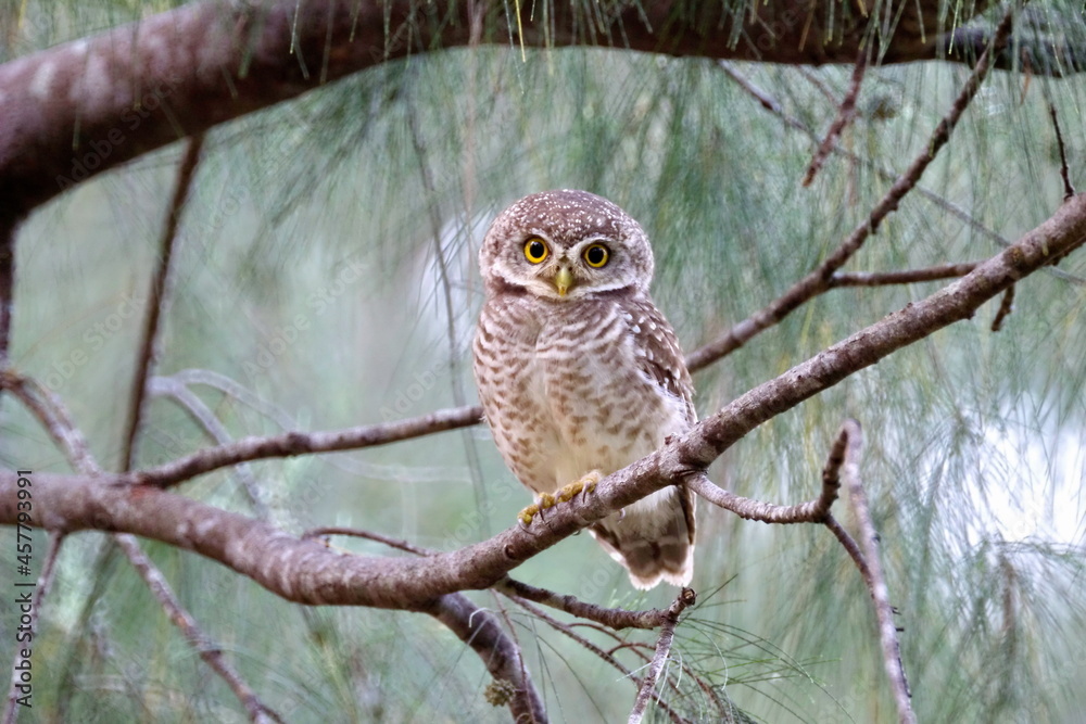 Obraz premium Spotted Owlet