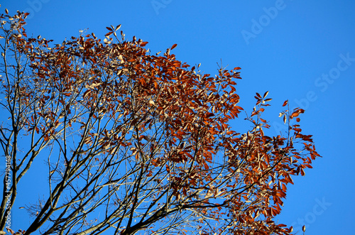 青空と紅葉