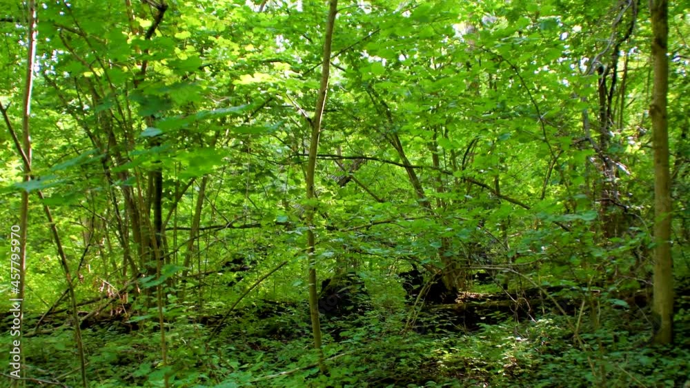 Thicket of forest with dense thickets of young trees. Green foliage in the depths of the forest. Thicket of forest with dense thickets of young trees. Green foliage in the depths of the forest.