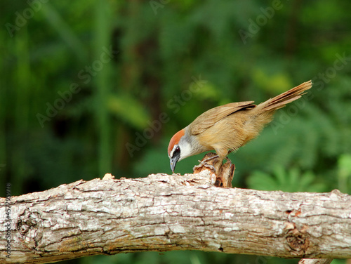 Chestnut-capped Babbler : timalia pileata photo