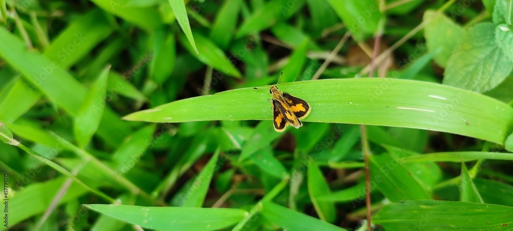 rare yellow butterfly in tropical forest rare yellow butterfly in tropical forest