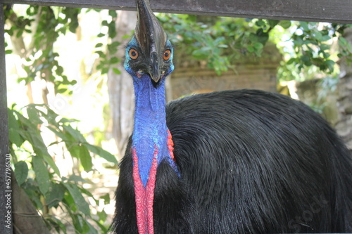 Cassowary photo