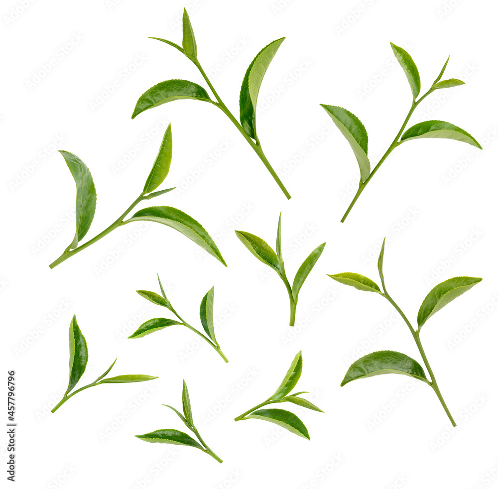 Fototapeta premium Green tea leaves isolated on white background