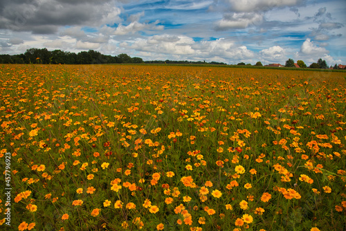 Blumenwiese nahe Werther in Ostwestfalen photo