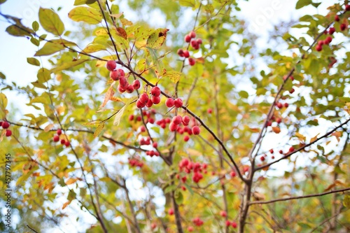 red fruits on tree © Jungwoo