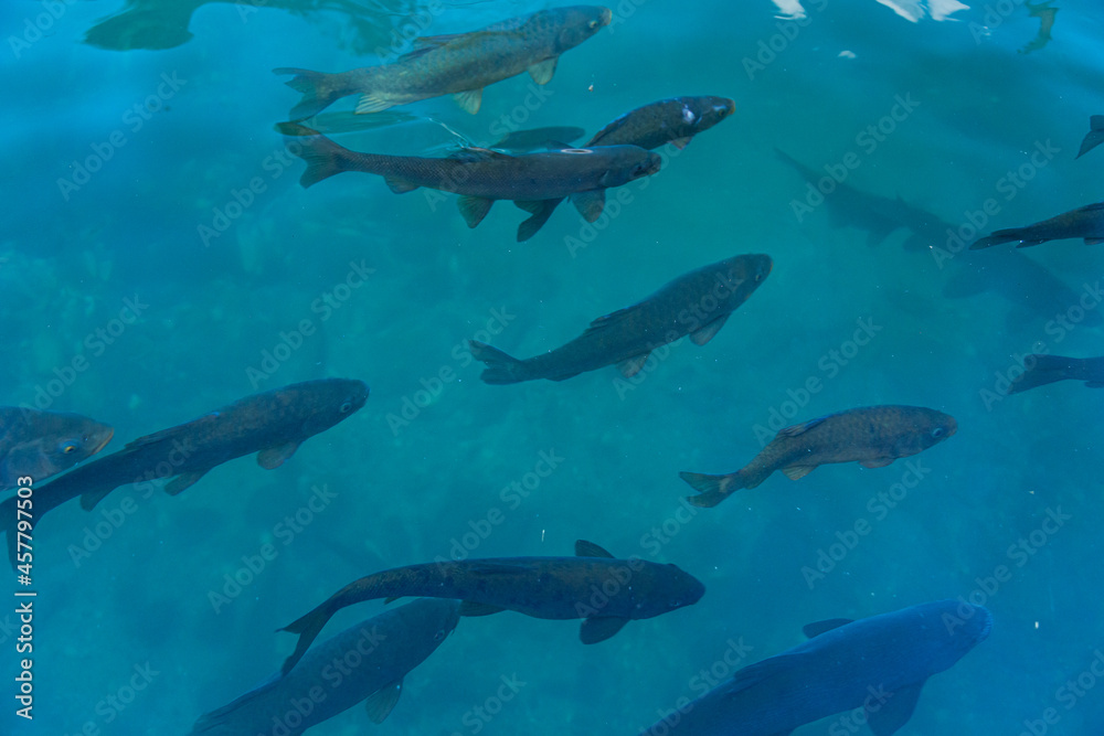 Obraz premium トルコ シャンルウルファのバルックル・ギョルで泳いでいる鯉