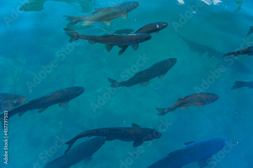 トルコ　シャンルウルファのバルックル・ギョルで泳いでいる鯉