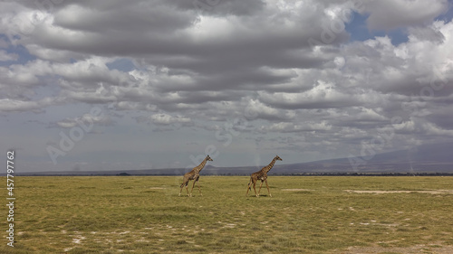 Two graceful giraffes are walking on the endless African savanna covered with yellowed grass. Picturesque cumulus clouds in a blue sky. Kenya. Amboseli Park