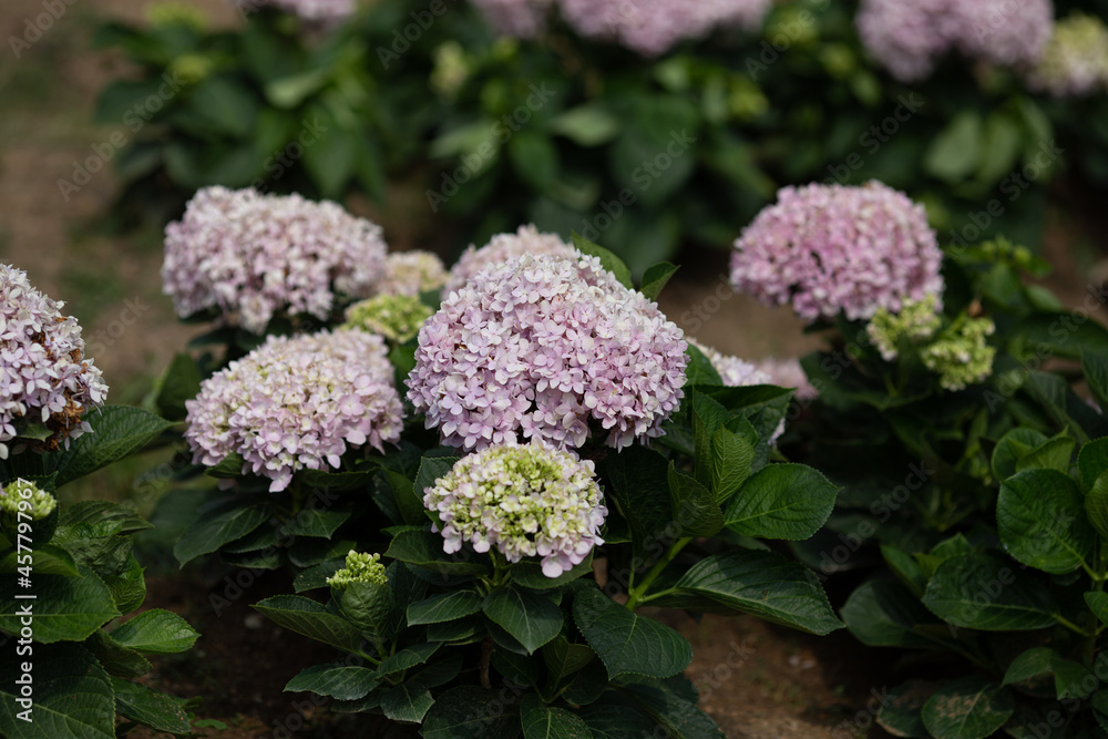 Close up pink hydrangea flowers