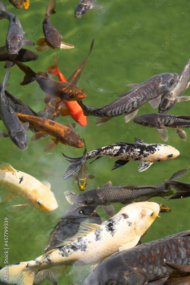 Obraz premium Garden pond with lots of colorful fish