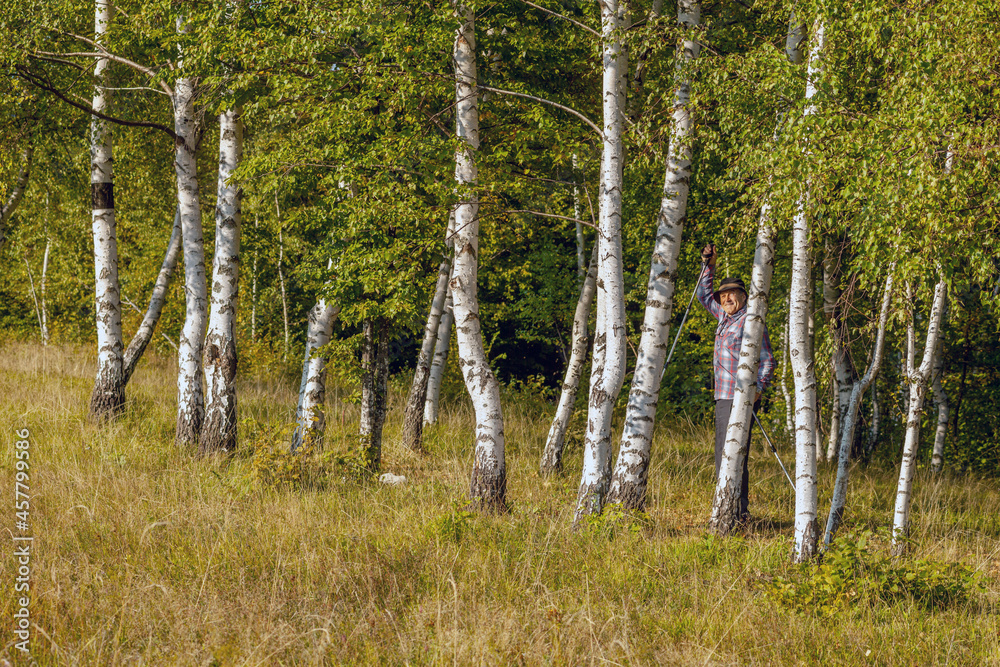 Fototapeta premium a senior man walks through a birch forest