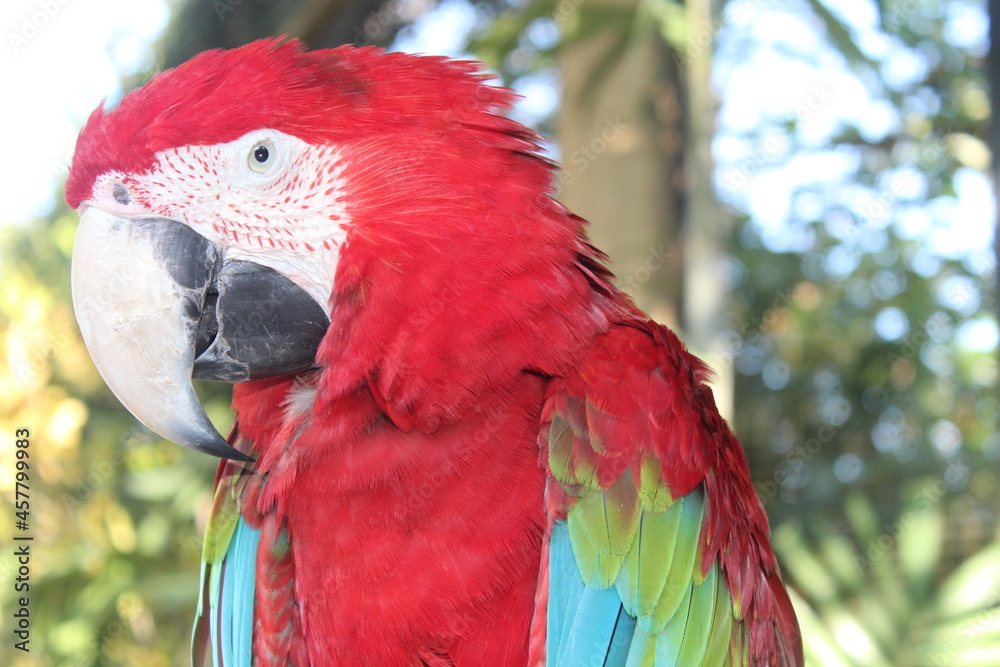 Fototapeta premium Macaw