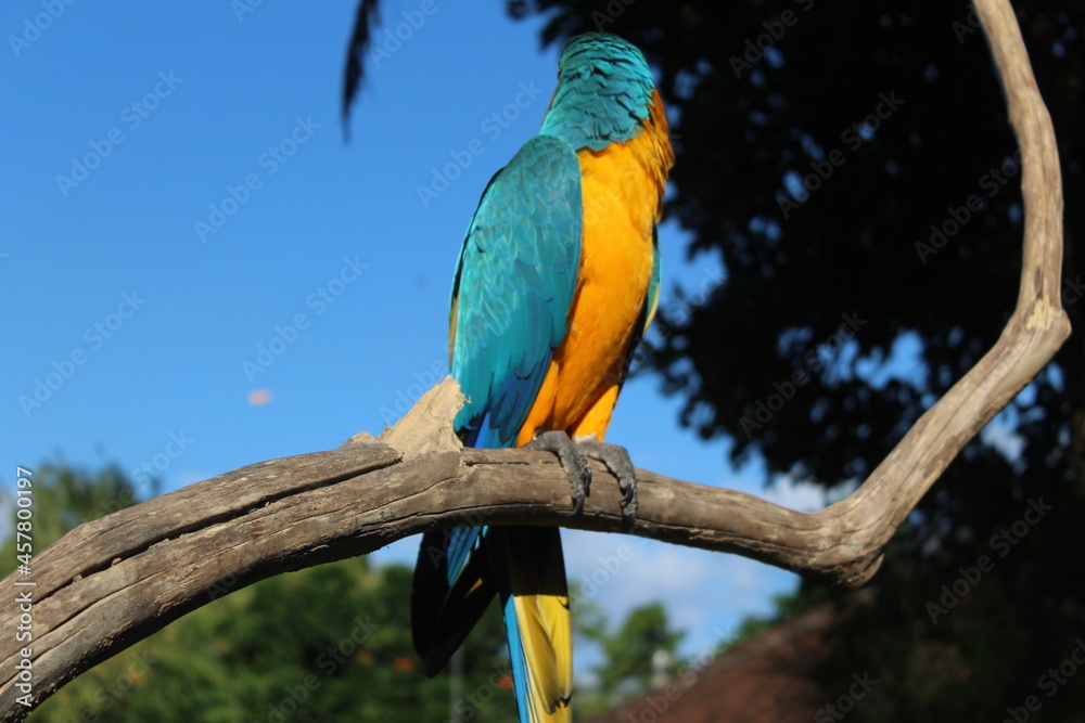Obraz premium Macaw