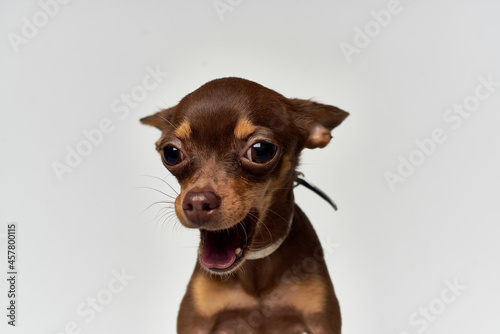 little dog mammals friend of human isolated background