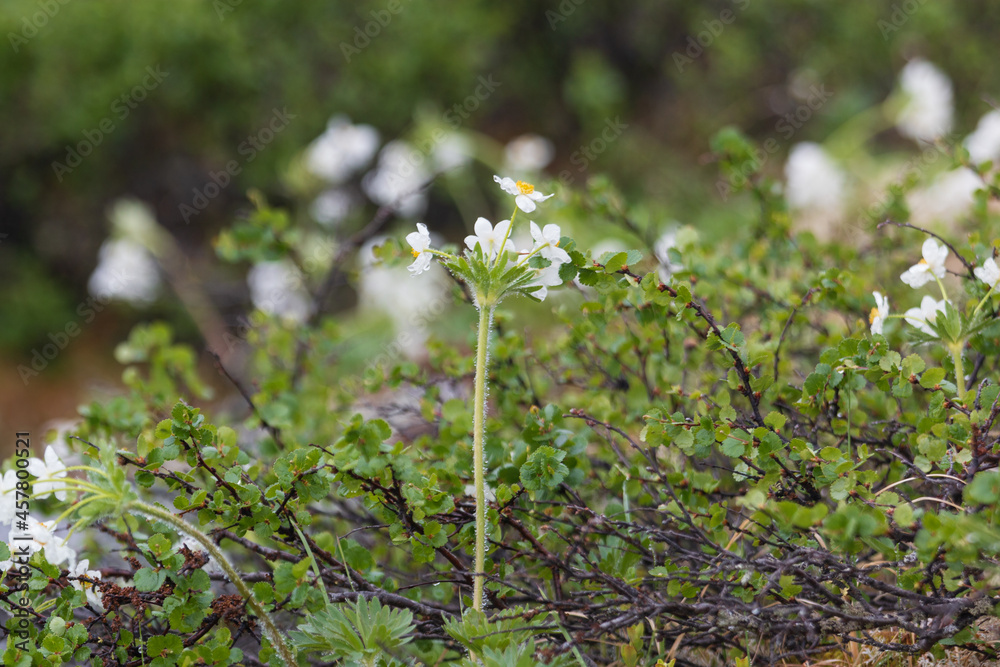 small plants growing in the cold small plants growing in the cold