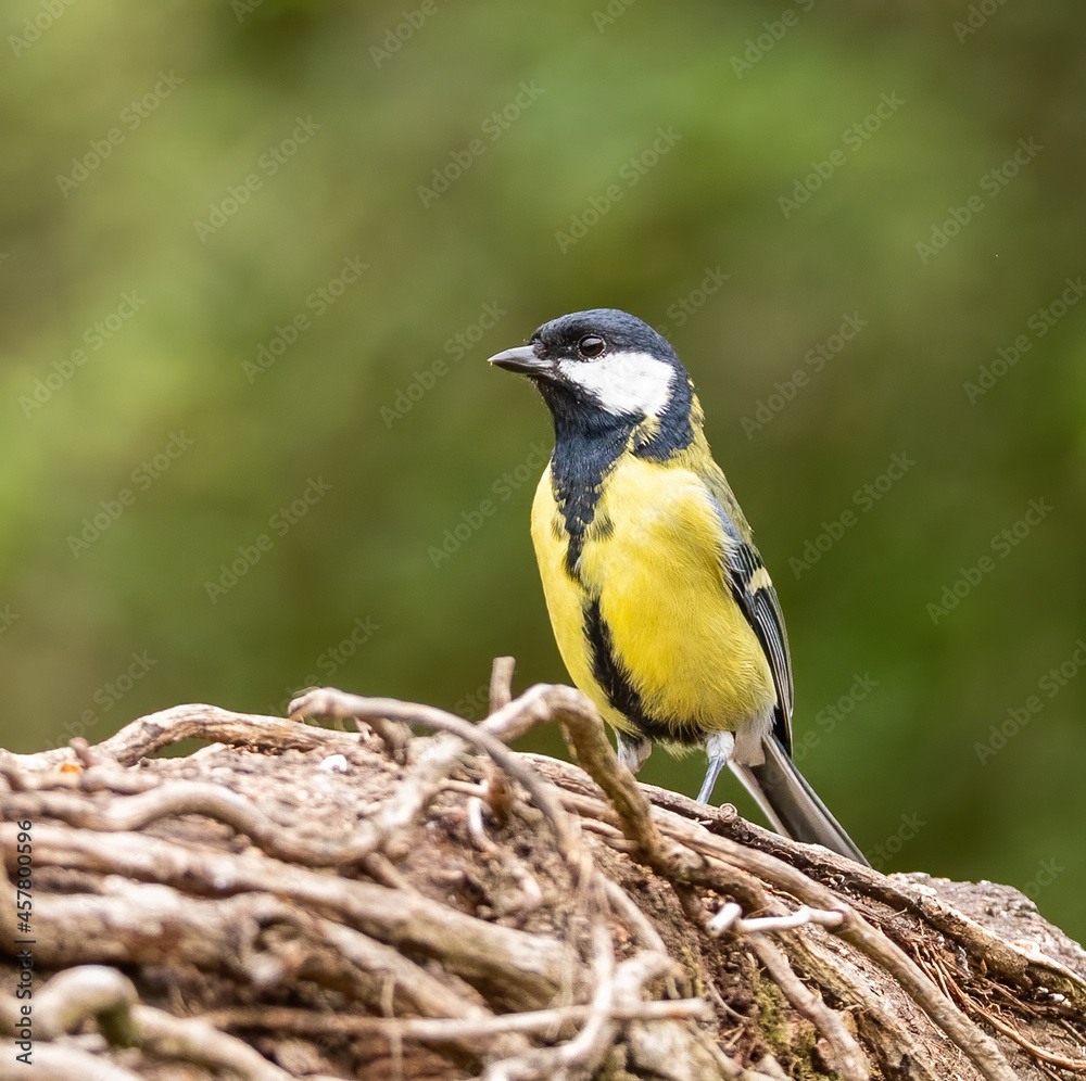 Great tit