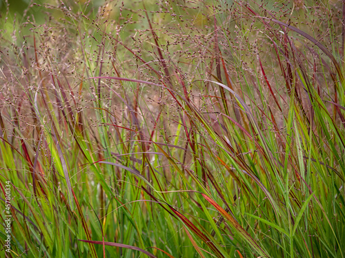 Panicum virgatum 'Shenandoah' grass in late summer in the garden photo