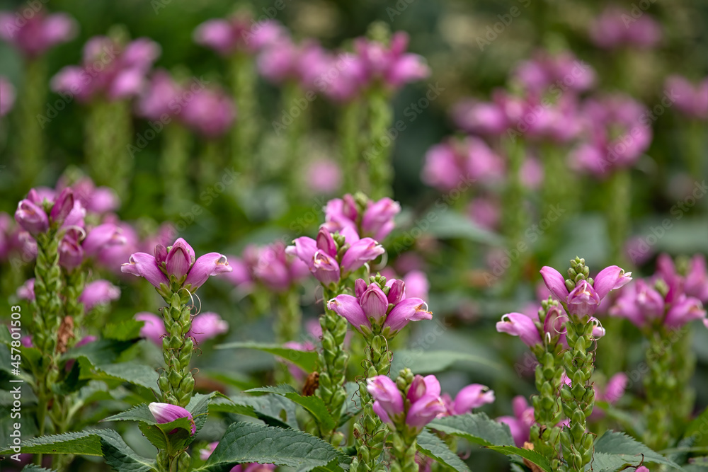 Flowers of Chelone obliqua in late summer in garden Flowers of Chelone obliqua in late summer in garden