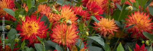 Tableau sur toile Panorama of flowers of Dahlia 'Sunset' in late summer in garden